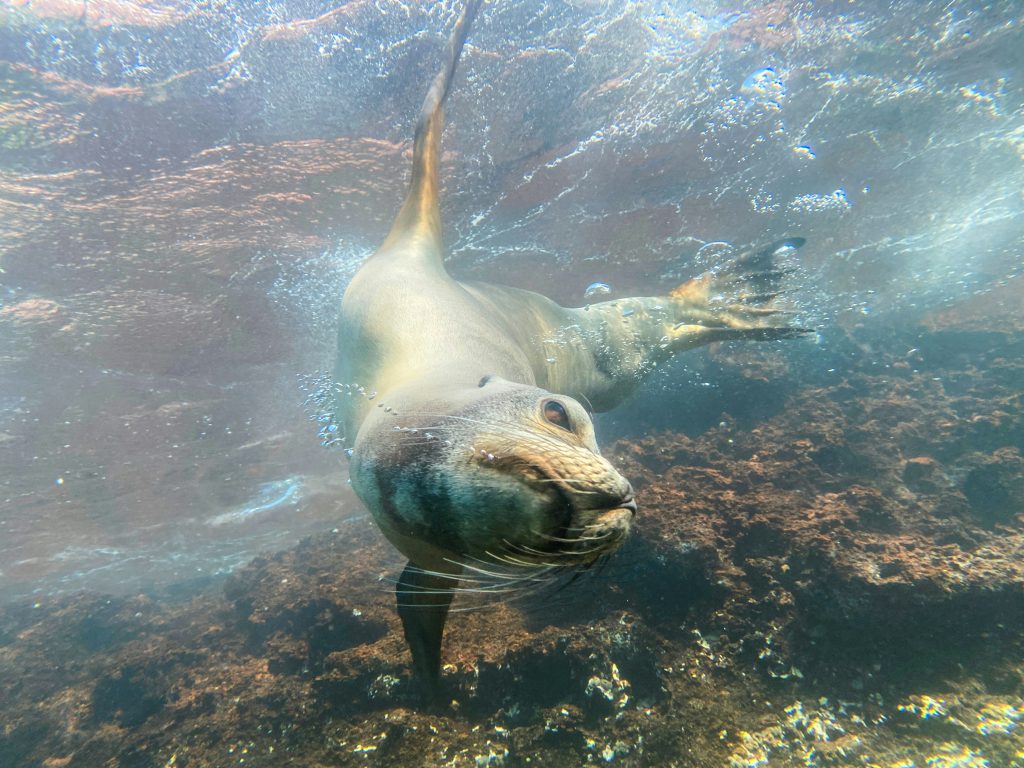 Playa Balandra y esnórquel en La Paz