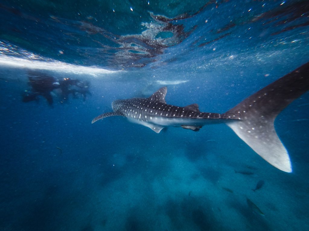 Nado con tiburón ballena