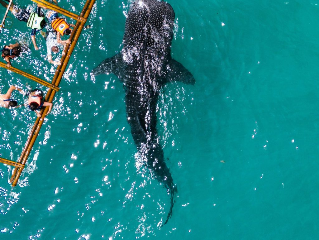 Vista aérea de lancha con turistas junto a un tiburón ballena en aguas turquesas