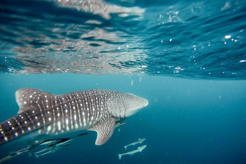 Nado con tiburón ballena